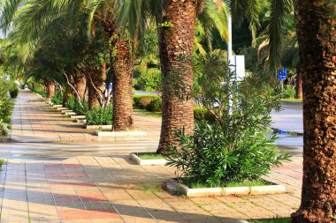 Sokak büyüyen avuç içi