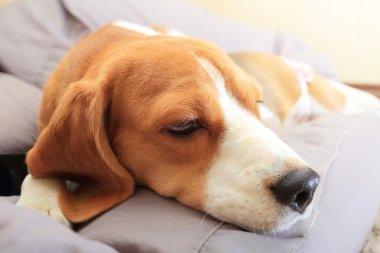 Üzgün beagle köpek yumuşak sandalyeye