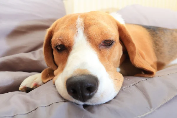 Zieke beagle hond op zachte stoel — Stockfoto