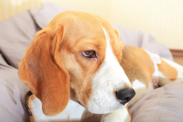 Droevig, ongelukkig beagle hond alleen — Stockfoto