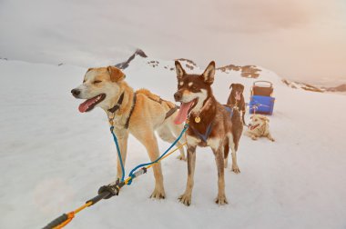 halletme köpek almak dinlenme