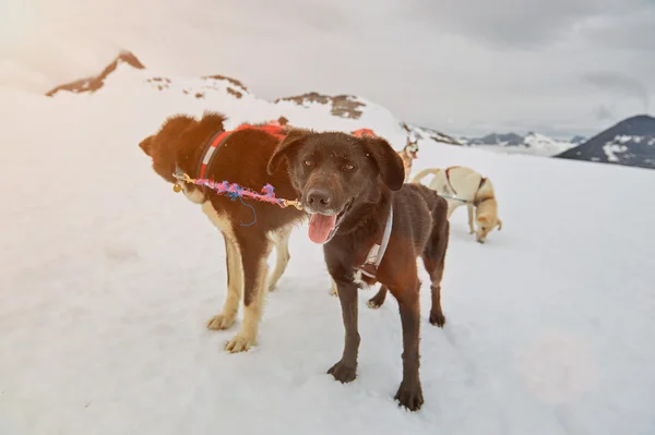 Black sledding dog — Stock Photo, Image