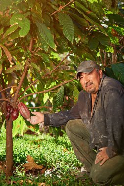 İspanyol çiftçi holding kakao pod