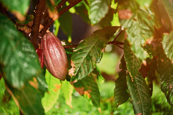 En kakao pod på träd — Stockfoto