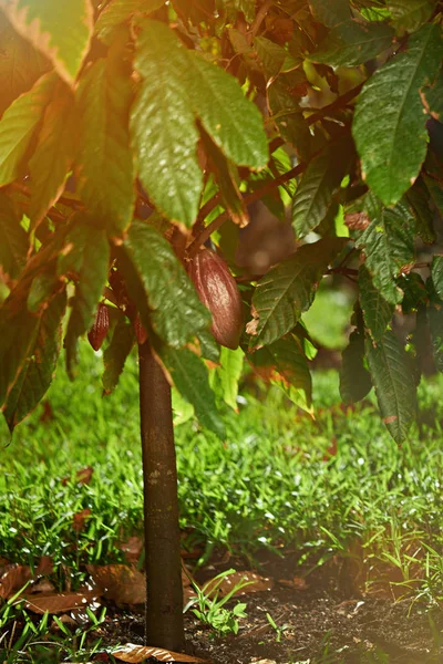Árbol de cacao con vaina de fruta — Foto de Stock