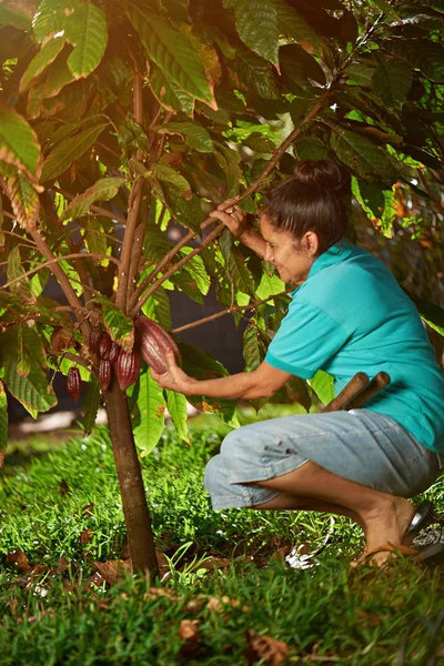 Rolnik kobiety trzymać pod kakao — Zdjęcie stockowe
