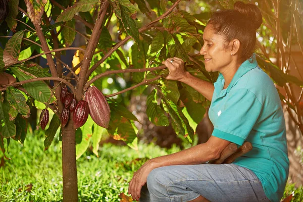 Mulheres agricultor olhar para a vagem de cacau — Fotografia de Stock