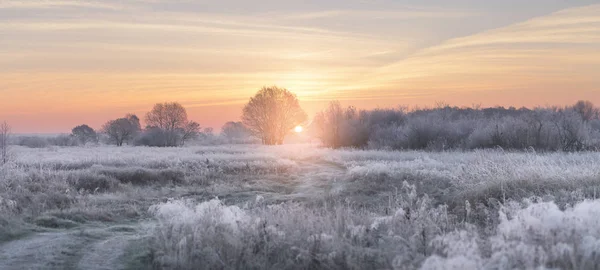 Inverno sole nascente illuminare erba bianca con hoarfrost — Foto Stock