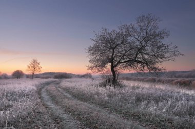 Parlak kış dawn