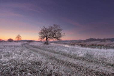 Çim ve düşen yaprakları hoarfrost kış sabah ile