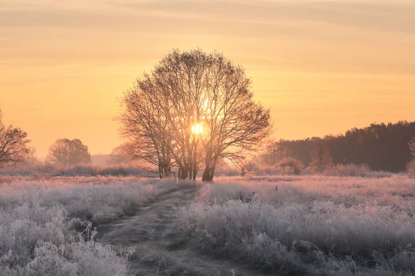 Jul bakgrund med stigande solen och vita gräs — Stockfoto