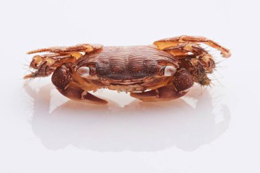 Küçük Yengeç yakın çekim