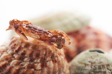 Doğada küçük Yengeç