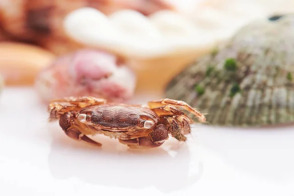 Crab sitting on shell background — Stock Photo, Image