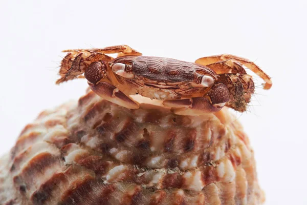 Macro of small brown crab — Stock Photo, Image