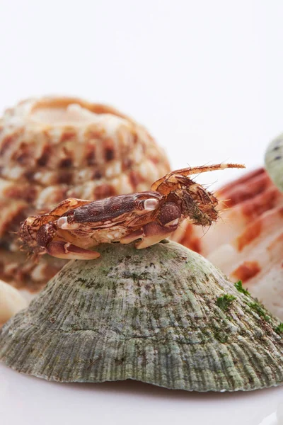 Macro of brown crab on green shell — Stock Photo, Image