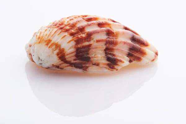 Close up of brown shell — Stock Photo, Image