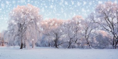 Noel sabahı Central Park'ta