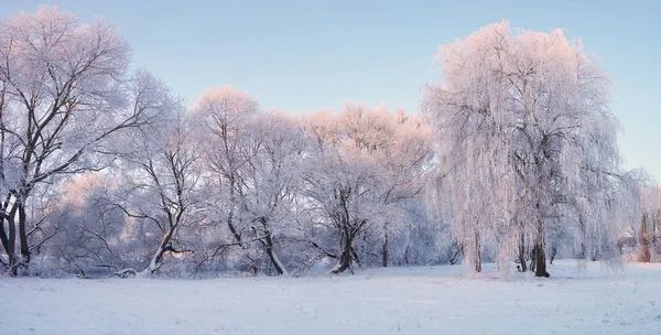 Panorama de invierno. Árboles con escarcha en la mañana de Navidad . — Foto de Stock