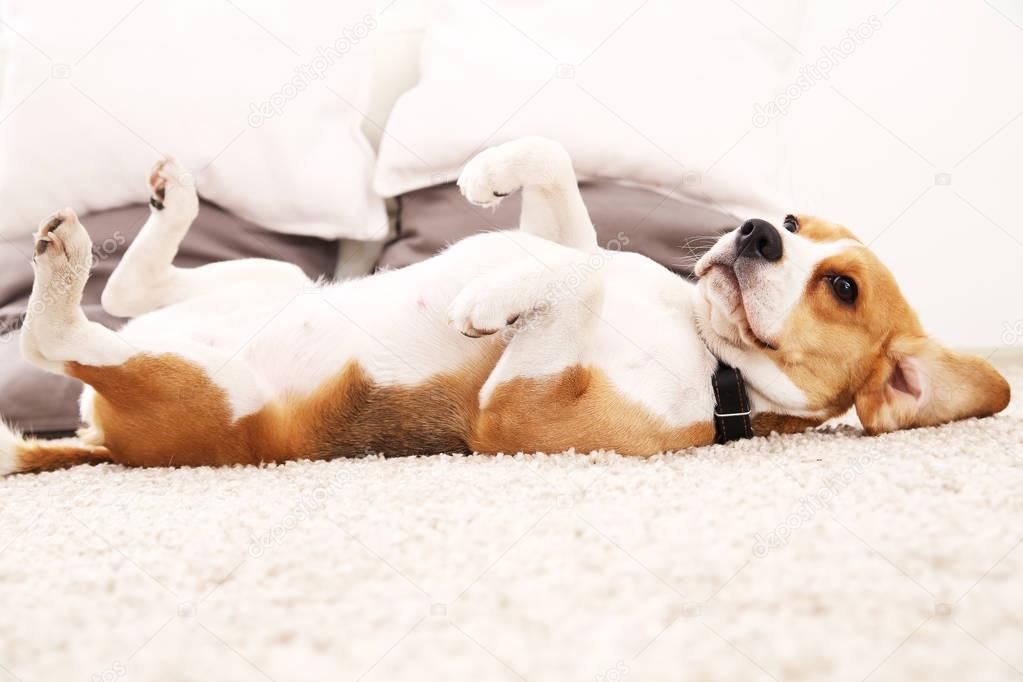 Lustige Beagle zu Hause. Hund auf Teppich auf dem Rücken liegen