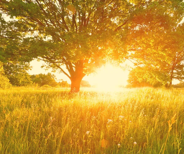 화창한 여름 배경입니다. 아침 햇빛 밝히는 여름 초원. — 스톡 사진