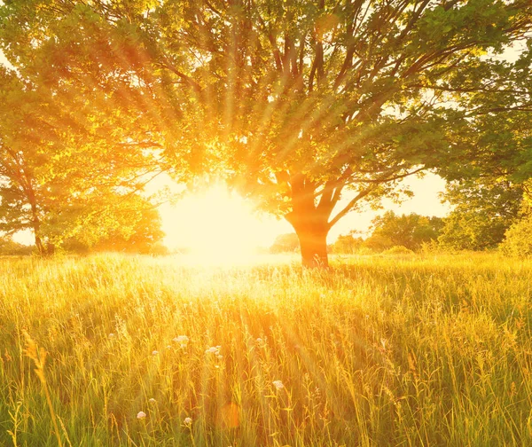 Güneş ışınları ile renkli yaz arka plan — Stok fotoğraf