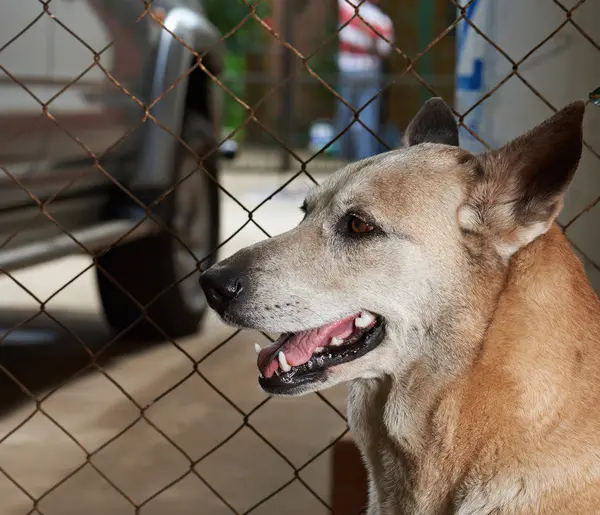 Schäferhund wartet neben Zaun — Stockfoto