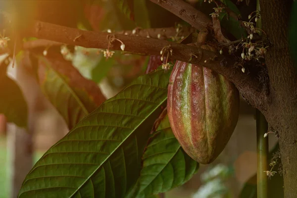 Green and red cacao fruit — Stock Photo, Image