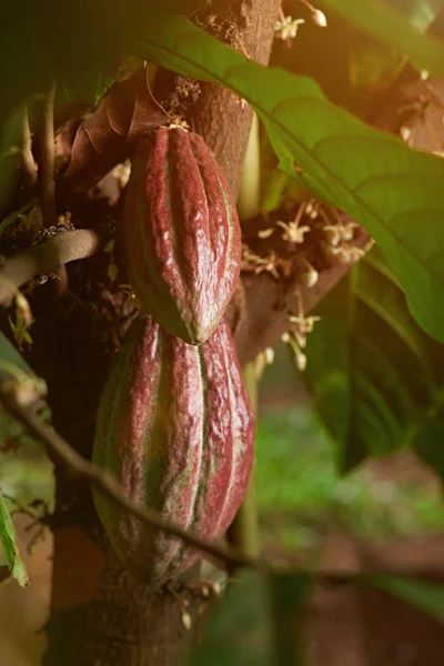 Frutos de cacau na árvore — Fotografia de Stock