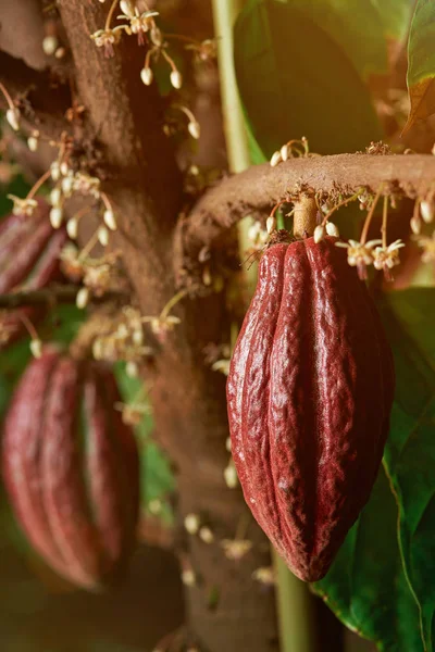 Какао-стручки на ветке дерева — стоковое фото