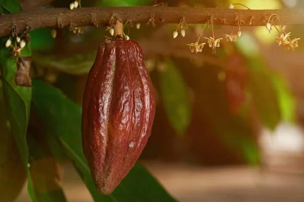 Crescimento de cacau pod — Fotografia de Stock