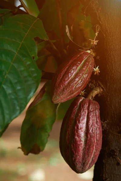 Какао-бочки на какао-фермі — стокове фото