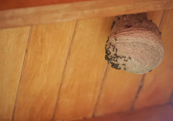 Colony of wasps building nest — Stock Photo, Image