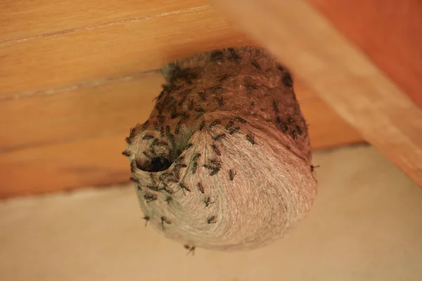 Round bee nest — Stock Photo, Image