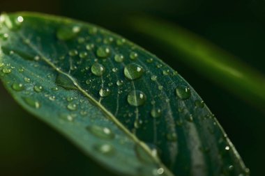 Su taze yeşil yaprağa damlıyor.