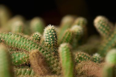 Yeşil kaktüse yakın.