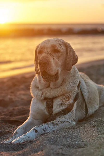 Perro labrador en arena de playa — Foto de Stock