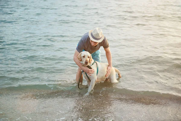 Adam labrador köpek su ile