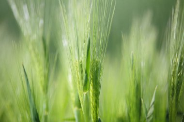 Bahar çayır üzerinde yeşil buğday filizi