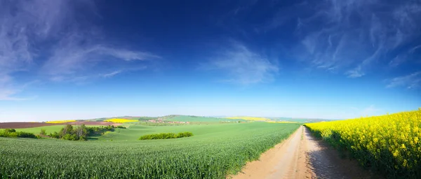 Панорама весняного цвітіння лугу — стокове фото