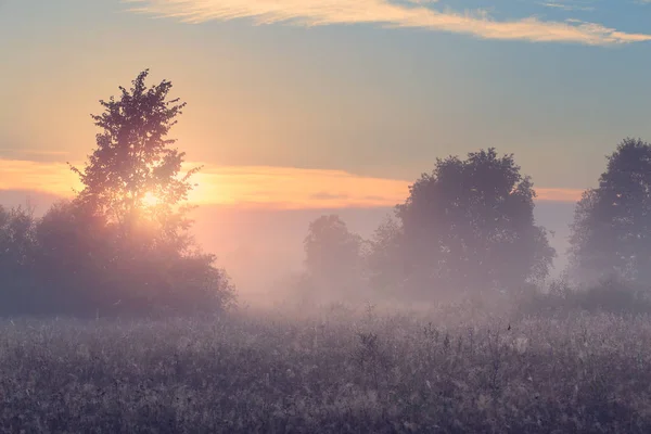 Vår dimmiga morgon i ängen — Stockfoto