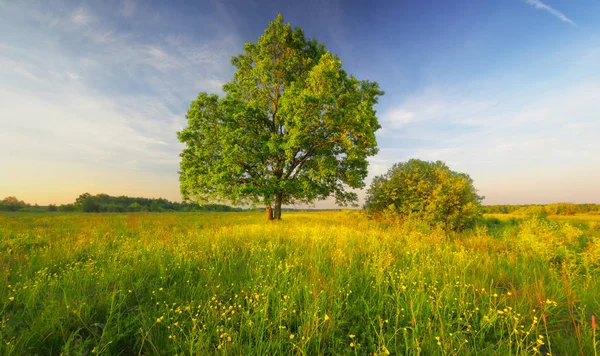 Blauer Himmel über der Blütenwiese — Stockfoto