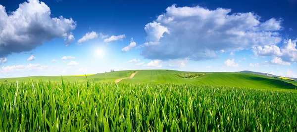 Blauer Himmel über dem Weizenfeld — Stockfoto