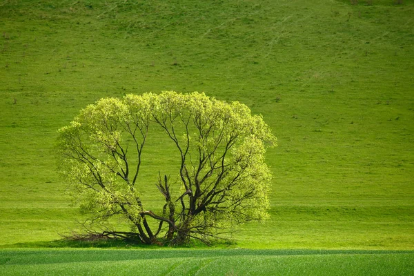 牧草地の 1 つの緑の木 — ストック写真