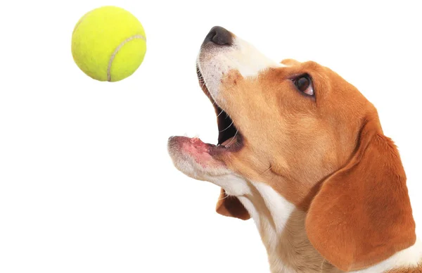 Beagle chytí míč izolovaných na bílém pozadí — Stock fotografie