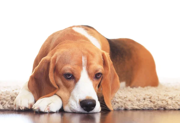 Molesto perro en la alfombra — Foto de Stock