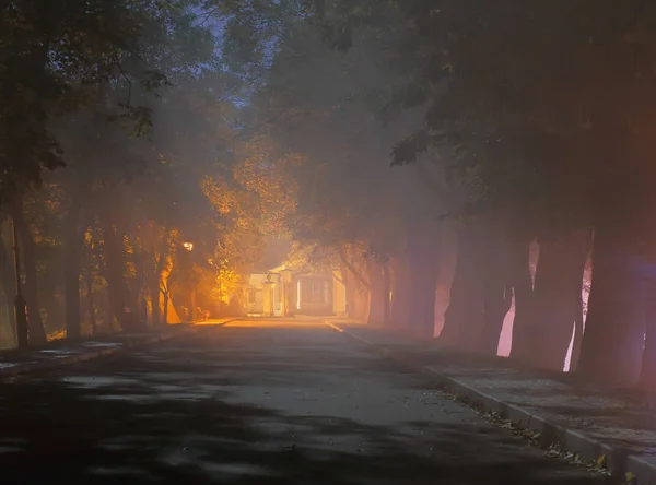 Alberi secolari lungo il vicolo di notte — Foto Stock