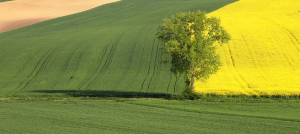 绿树之间黄色和绿色的田野 — 图库照片