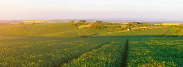 Grön vetefält i kväll solljus — Stockfoto