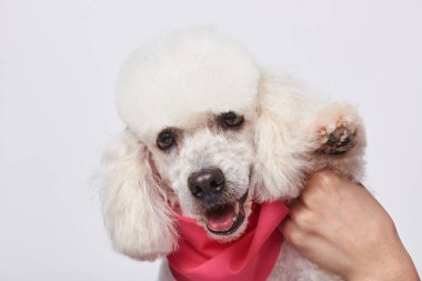 Fino köpeği pençe gidiyor